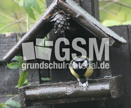 Kohlmeise-21.jpg